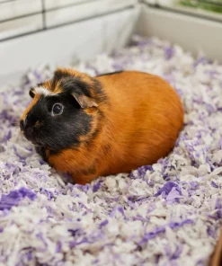 Frisco Small Pet Bedding, Lavender, 56-L -The Frisco Store 263932 PT5. SY630 V1625587399