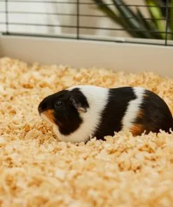 Frisco Pine Shaving Small Pet Bedding, 141-L -The Frisco Store 263934 PT5. SY630 V1625585896