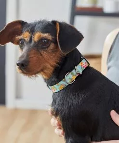 Frisco Tropics Dog Collar 9 Frisco Tropics Dog Collar -The Frisco Store 264058 PT3. SY630 V1616766751