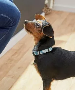 Frisco Blue Tie-Dye Dog Collar 9 Frisco Blue Tie-Dye Dog Collar -The Frisco Store 264076 PT3. SY630 V1616776089