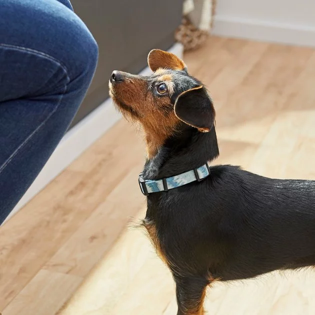 Frisco Blue Tie-Dye Dog Collar 6 Frisco Blue Tie-Dye Dog Collar - Image 4