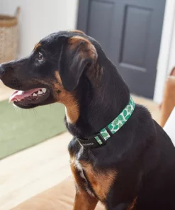 Frisco Spring Leaves Dog Collar -The Frisco Store 264094 PT3. SY630 V1616776106