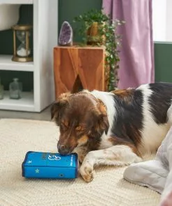 Frisco Magic Spell Book Plush Squeaky Dog Toy -The Frisco Store 265608 PT3. SY630 V1620939089