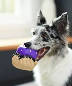 Frisco Magic Fortune Teller's Crystal Ball Latex Squeaky Dog Toy -The Frisco Store 265634 PT3. SY630 V1623352126