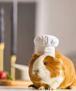 Frisco Chef Guinea Pig Costume Hat, One Size -The Frisco Store 265887 PT8. SY630 V1624307877