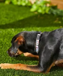 Frisco Traffic Signs Dog Collar -The Frisco Store 269439 PT3. SY630 V1619536949