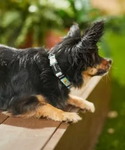 Frisco Ice Cream Party Dog Collar -The Frisco Store 269469 PT3. SY630 V1619535824