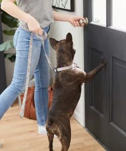 Frisco Traffic Signs Dog Leash -The Frisco Store 269506 PT3. SY630 V1619535428