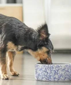 Frisco Blue Garden Non-skid Ceramic Dog Bowl -The Frisco Store 270197 PT2. SY630 V1620762069