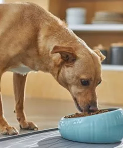 Frisco Slanted Ceramic Dog Bowl, Blue, 4.5 Cups -The Frisco Store 270221 PT2. SY630 V1620761979