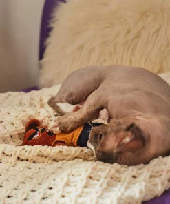 Frisco Halloween Good Bear, Bad Bear Reversible Plush Cat Toy with Catnip -The Frisco Store 270299 PT3. SY630 V1624817131