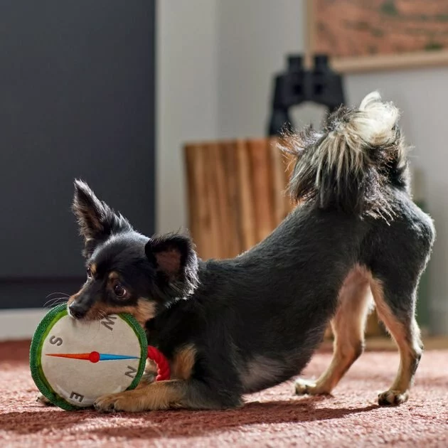 Frisco Camping Compass Plush with Rope Squeaky Dog Toy 5 Frisco Camping Compass Plush with Rope Squeaky Dog Toy - Image 3