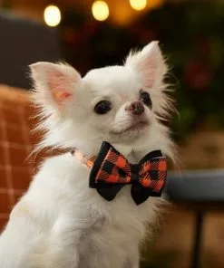Frisco Halloween Plaid Dog Collar with Bow -The Frisco Store 272857 PT8. SY630 V1623879164