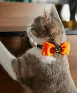 Frisco Black Glitter Cat collar with Pumpkin Bow -The Frisco Store 272866 PT8. SY630 V1623879510