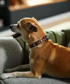 Frisco Spooky Pumpkin Dog Collar -The Frisco Store 272878 PT8. SY630 V1623879563