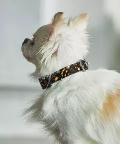 Frisco Scary Pumpkins Dog Collar -The Frisco Store 272883 PT8. SY630 V1623879639
