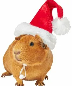 Frisco Holiday Guinea Pig Santa Hat