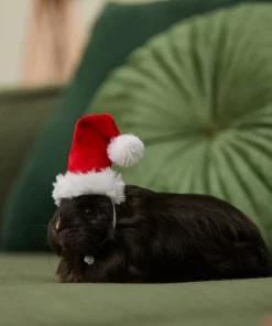 Frisco Holiday Guinea Pig Santa Hat -The Frisco Store 276184 PT8. SY630 V1631302796