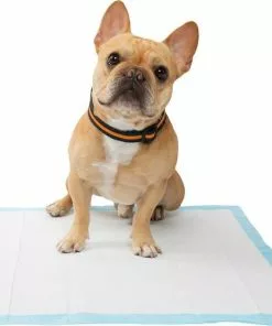 Frisco Training & Potty Pads, 22-in x 23-in, 150 count, Unscented & Frisco Extra Large Training & Potty Pads, 28-in x 34-in, 40 count, Unscented 15 Frisco Training & Potty Pads, 22-in x 23-in, 150 count, Unscented & Frisco Extra Large Training & Potty Pads, 28-in x 34-in, 40 count, Unscented -The Frisco Store 276223 PT4. SY630 V1616193411