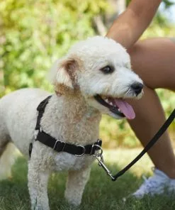 Frisco Basic No Pull Harness -The Frisco Store 277871 PT4. SY630 V1629816973