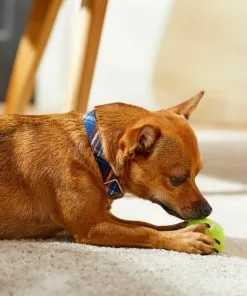 Frisco Fashion Collar, Brown Plaid -The Frisco Store 287507 PT8. SY630 V1632316914