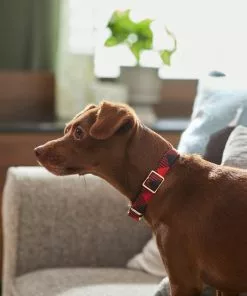 Frisco Fashion Collar, Buffalo Plaid 9 Frisco Fashion Collar, Buffalo Plaid -The Frisco Store 287509 PT8. SY630 V1632315534