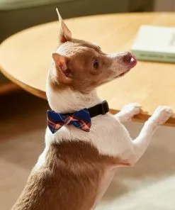 Frisco Fashion Bow, Blue Plaid, XS/SM 11 Frisco Fashion Bow, Blue Plaid, XS/SM -The Frisco Store 287528 PT8. SY630 V1632316622