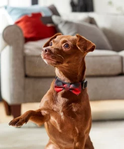 Frisco Removeable Fashion Collar Bow, Buffalo Plaid 11 Frisco Removeable Fashion Collar Bow, Buffalo Plaid -The Frisco Store 287530 PT8. SY630 V1632316295