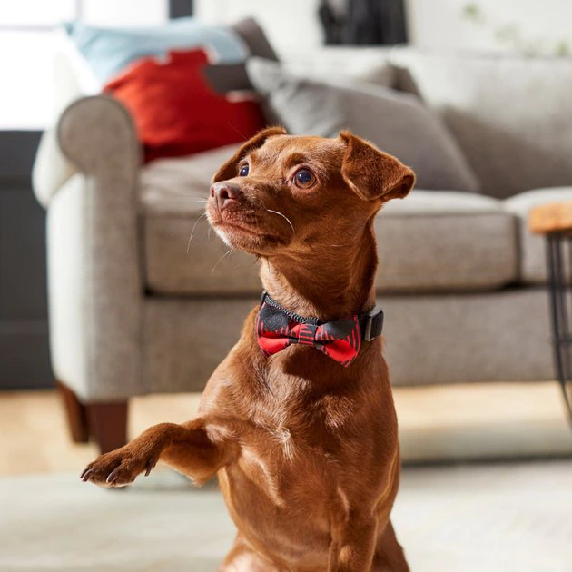 Frisco Removeable Fashion Collar Bow, Buffalo Plaid 7 Frisco Removeable Fashion Collar Bow, Buffalo Plaid - Image 5