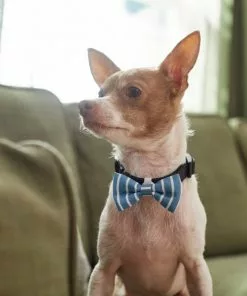 Frisco Fashion Bow, Striped 11 Frisco Fashion Bow, Striped -The Frisco Store 287532 PT8. SY630 V1632315586