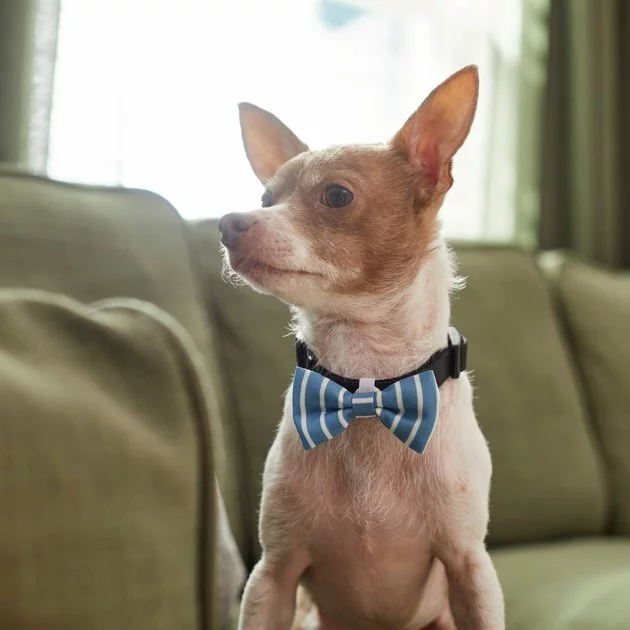 Frisco Fashion Bow, Striped 7 Frisco Fashion Bow, Striped - Image 5