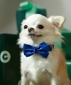 Frisco Glitter Dog Collar with Removeable Glitter Bow -The Frisco Store 289712 PT8. SY630 V1632189788