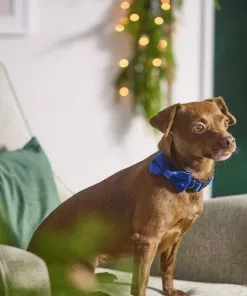 Frisco Velvet Dog Collar With Removeable Velvet Bow -The Frisco Store 289734 PT8. SY630 V1632186735