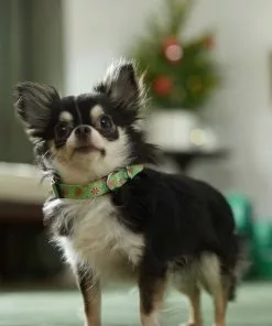 Frisco Gingerbread Cheer Dog Collar -The Frisco Store 289752 PT8. SY630 V1632185508