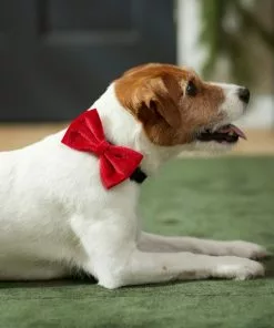 Frisco Removeable Velvet Collar Bow -The Frisco Store 289810 PT8. SY630 V1632186784