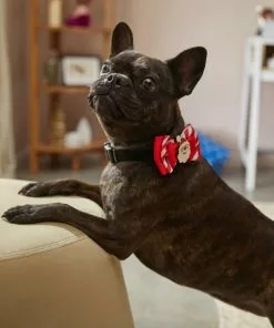 Frisco Removeable Santa & Stripes Collar Bow, XS/SM -The Frisco Store 289829 PT8. SY630 V1632188889