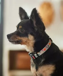 Frisco Mountain Leaves Dog Collar -The Frisco Store 291244 PT3. SY630 V1629488588