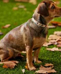 Frisco Thanksgiving Turkey Dog Collar -The Frisco Store 291255 PT3. SY630 V1629488529