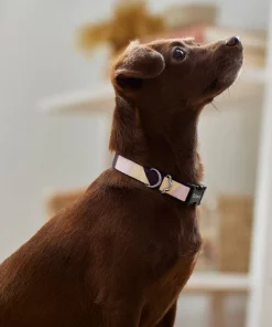 Frisco Purple Colorblock Dog Collar -The Frisco Store 291277 PT3. SY630 V1629488251