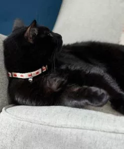 Frisco Fantastic Foxes Cat Collar, 8-12 Inches, 3/8-in wide 7 Frisco Fantastic Foxes Cat Collar, 8-12 Inches, 3/8-in wide -The Frisco Store 291318 PT3. SY630 V1629771142