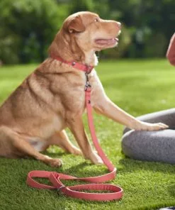 Frisco Monochromatic Dog Leash 9 Frisco Monochromatic Dog Leash -The Frisco Store 291585 PT8. SY630 V1633121848