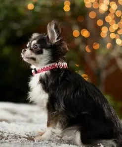 Frisco Ski Jacket Dog Collar -The Frisco Store 291695 PT8. SY630 V1632187718