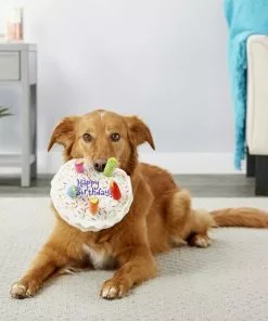 Frisco||The Lazy Dog Cookie Co. Frisco Plush Squeaking Birthday Cake Dog Toy, Small/Medium + The Lazy Dog Cookie Co. Happy Birthday Pup-PIE Dog Treat, Boy -The Frisco Store 297998 PT3. SY630 V1623254849