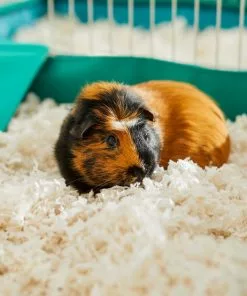 Frisco Corner Litter Box, Navy, Small + Small Animal Bedding, White -The Frisco Store 301912 PT8. SY630 V1644970322