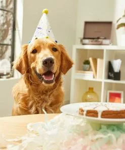 Frisco Birthday Bandana + Confetti Dog & Cat Hat -The Frisco Store 302368 PT6. SY630 V1633067498