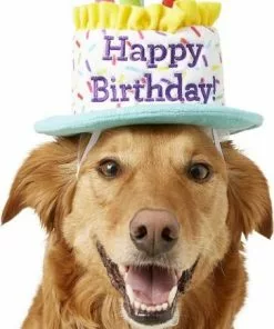 Frisco Birthday Cake Hat, Medium/Large + Dog & Cat T-Shirt, Pink -The Frisco Store 302384 PT1. SY630 V1623061658