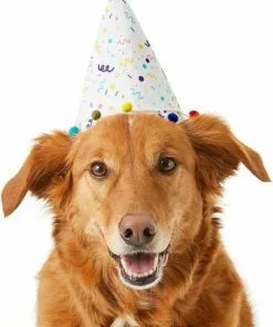 Frisco Confetti Birthday Hat, Medium/Large + Dog & Cat T-Shirt, Blue 12 Frisco Confetti Birthday Hat, Medium/Large + Dog & Cat T-Shirt, Blue -The Frisco Store 302428 PT1. SY630 V1623058641