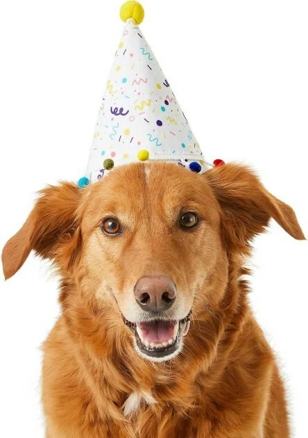 Frisco Confetti Birthday Hat, Medium/Large + Dog & Cat T-Shirt, Blue 4 Frisco Confetti Birthday Hat, Medium/Large + Dog & Cat T-Shirt, Blue - Image 2