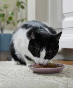 Frisco Paris Non-skid Ceramic Dish, 0.50 Cup + Cat Dish, 1.50 Cup -The Frisco Store 302490 PT4. SY630 V1623074555