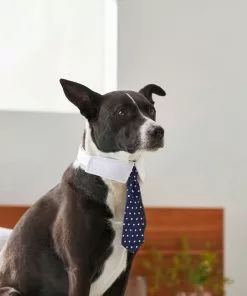 Frisco Plaid Dog & Cat Bow Tie, Orange & Blue + Polka Dot, Navy -The Frisco Store 302784 PT7. SY630 V1623057462